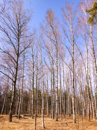 Beautiful birch trees with white birch bark in birch grove at bright spring day against the  clear blue sky in Mezaparks city forest park. Mezaparks - culture and recreation parkの写真素材