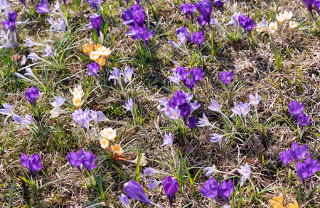 Yellow crocuses or Crocus chrysanthus blooming in early spring in Riga city park. Spring landscape. Beauty in nature.の写真素材