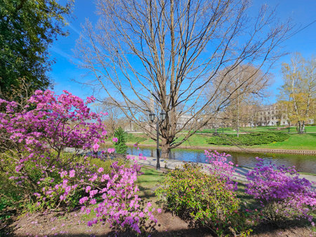 Blooming pink rhododendrons near the Riga city canal, capital of Latvia. A beautiful place for citizens and tourists to relax.の写真素材