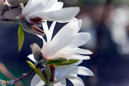 Branches with beautiful blooming Magnolia sulange bright spring day closeup.  Magnolia tree with large light green leaves and cupped large flowers.の写真素材