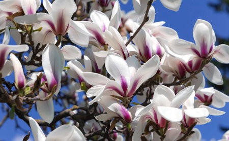 Branches with beautiful blooming Magnolia sulange bright spring day against the blue sky. Magnolia tree with large light green leaves and cupped large flowers.の写真素材