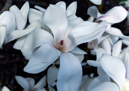 Branches with blooming white Magnolia stellata Royal Star or Star Magnolia closeup.  Spring season, sweet fragrance.の写真素材