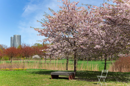 Blooming sakura trees near the water city canal  with lush green meadows on a bright spring day in Victory Park, Riga. Latvia. Sakura garden in spring season.の写真素材