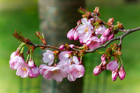 Pink sakura cherry blossoms branch in spring season in Japan. Pink flowers on tree branch. Japan cherry. Sakura flowers close up.の写真素材