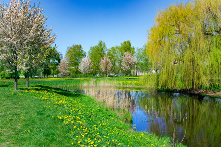 Sunny spring landscape with small pond with a weeping willow on the shore in Victory Park, Riga, Latvia. Sakura garden in spring season.の写真素材