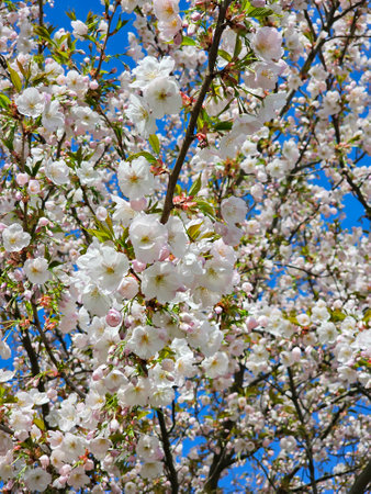 Branches of a blossoming cherry tree against the blue sky on a bright spring day. Blossom from the fruit tree in the sunshine.の写真素材