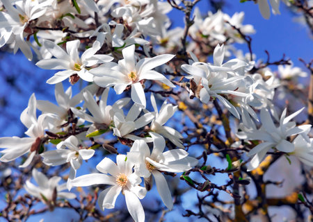Branches with blooming white Magnolia stellata Royal Star or Star Magnolia closeup.  Spring season, sweet fragrance.の写真素材