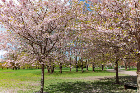 Pink sakura cherry blossoms trees in spring season on blue sky background. Sakura trees with pink flowers for garden decoration.の写真素材