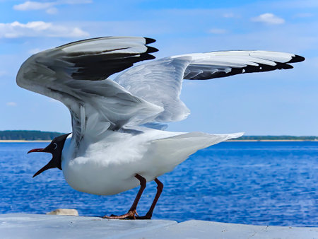 Black head seagull with raised wings raised ready for flight on the shore of the lakeの写真素材