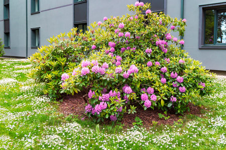 A large bush of pink rhododendron in a flowering meadow with white daisies near the house in Majori, Jurmalaの写真素材