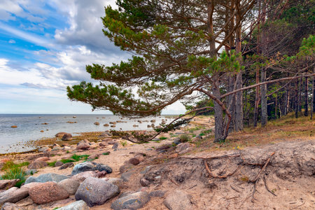Pine forests in the sand dunes on the Kaltene Beach shore is covered with glacial stones that stretches up to Roja Town in Latvia. Kaltene Beach is a great place for quite beach hoの写真素材