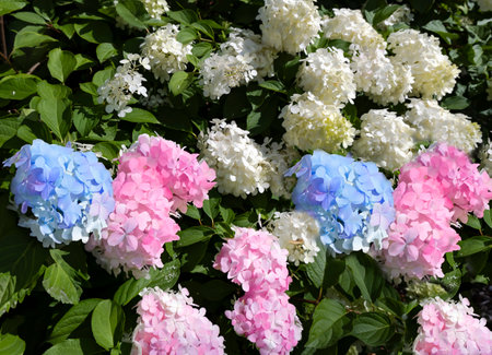Bush of multi-colored hydrangea (Hydrangea macrophylla) is in full blooming in gardenの写真素材