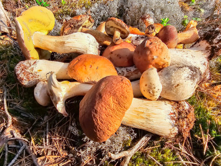 A bunch of Boletus porcini mushroom lie on wet forest moss in the sunlight closeup. Healthy vegetarian food growing in nature.の写真素材