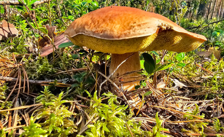 Boletus porcini mushroom in green wet moss in a sunny pine forest closeup. Healthy vegetarian food growing in nature.の写真素材