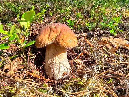 Boletus porcini mushroom in green wet moss in a sunny pine forest closeup. Healthy vegetarian food growing in nature.の写真素材
