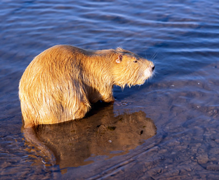 Wet redhead Muskrat or Ondatra zibethicus bathes in water of the Baltic Sea, Jurmala. Latvia.の写真素材