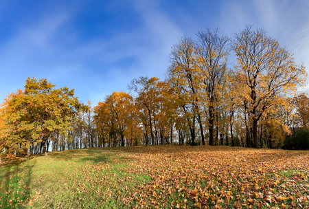 Beautiful autumn park with tall trees with yellow foliage and green grass lawns in Riga. Latvia. Orange oak tree and yellow maple. Well maintained environment concept.の写真素材