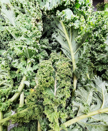 Fresh leaves of winter healthy 
vegetable kale cabbage closeup. Healthy organic food.の写真素材