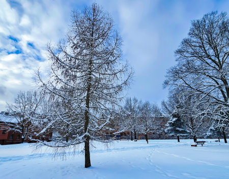 Panorama of a snow-covered park with tall pine trees snowy cloudy day in the Mezaparks district, Riga, Latvia. Cold winter weather.の写真素材