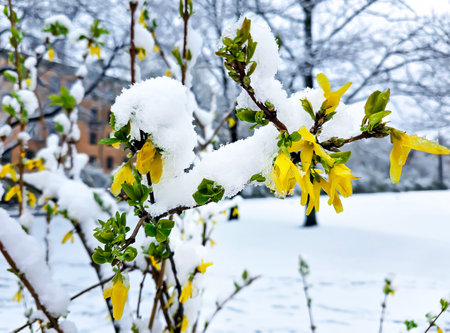 Snow falls on blooming yellow flowers on a bush in Riga city park, Latvia. Spring weather change.