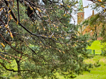 Swollen buds on linden branches under raindrops in early springの写真素材