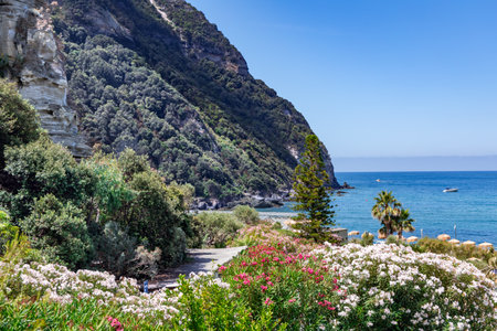 Flowering oleander bushes in beautiful gardens on background of volcanic mountains near the Tyrrhenian Sea coast on the Ischia island, Italyの写真素材