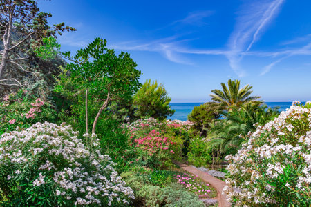 Flowering oleander bushes in beautiful gardens on the Mediterranean coast on the island of Ischia, Italyの写真素材