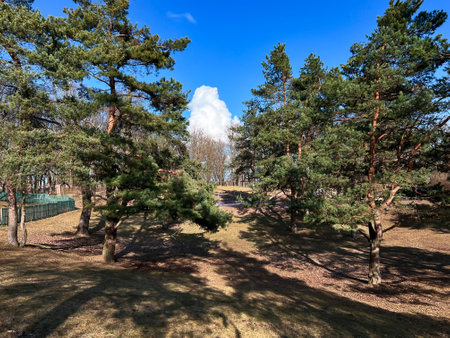 Clean and well-groomed pine city park with long shadows from the trees on a bright spring day in Riga, Latviaの写真素材