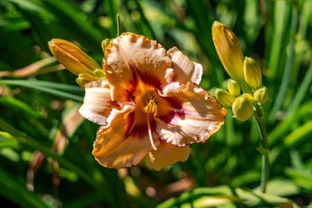 Daylily with a lot of buds close up on a bright sunny dayの写真素材