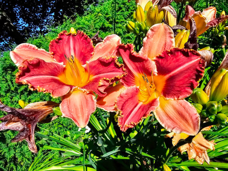 Flowering of a large bush of varietal daylily in cottage garden sunny dayの写真素材