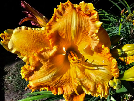 Daylily with a lot of buds close up on a bright sunny dayの写真素材