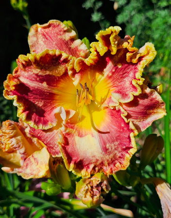 Daylily with a lot of buds close up on a bright sunny dayの写真素材