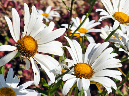 Large flowers of white garden chamomile with yellow stamens close-upの写真素材