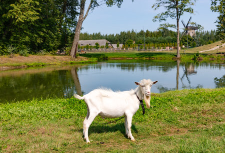 A white goat on a green meadow in a beautiful park with a lake and an old red brick stone bridge in Sodeliskiu dvaras, Birzai, Lithuaniaの写真素材