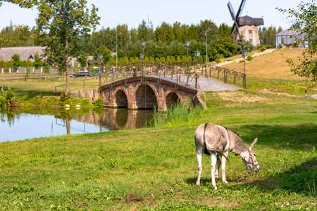 A donkey grazes on a green meadow in a beautiful park with a lake and an old brick red stone bridge in Sodeliskiu dvaras, Birzai, Lithuaniaの写真素材