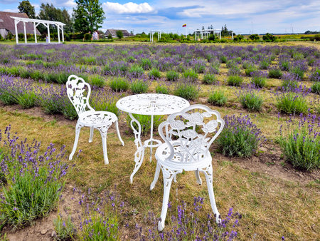 Large beautiful lavender fields against the backdrop of fields. Clean environment concept of ecological gardening.の写真素材