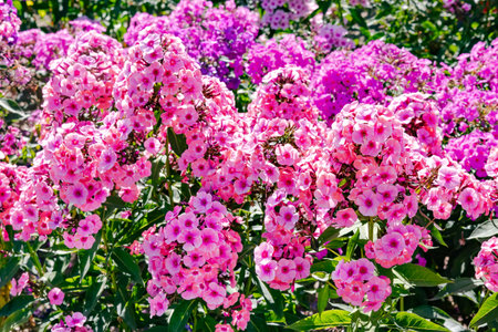 Large field of beautiful lush phloxes of various colors in a summer cottage garden in Kurzeme region, Latviaの写真素材