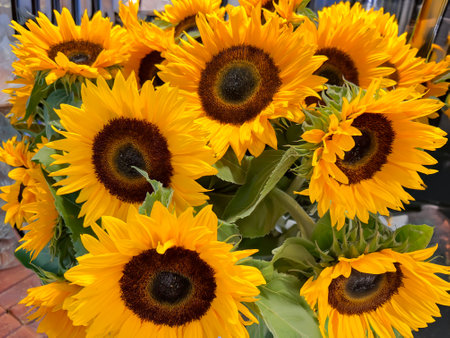 Sunflowers head on a background of green leaves close-up. Natural sunflower background. Landscape with sunflowersの写真素材