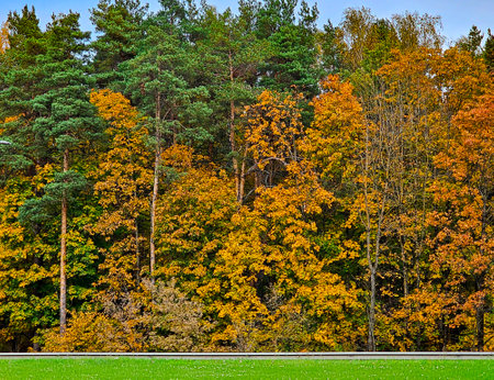 Forest with mixed tree types with yellowing foliage in early autumn and still green lawn. Autumn landscape in natural environment.の写真素材