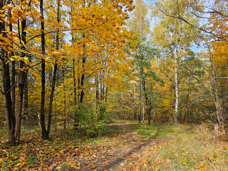 Autumn landscape of mixed forest with yellowed foliage in Riga. Latvia. Concept of clean environment.の写真素材