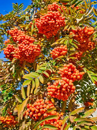 Large bright bunches of ripe rowan berries or mountain-ashes are shrubs or trees in the genus Sorbus of the rose family on a sunny autumn dayの写真素材