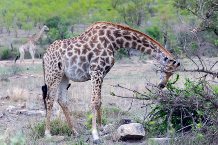 Giraffe graze in the savannah in Hlane National Park, or Royal Hlane National Park, is located in northeastern Swaziland, Africaの写真素材