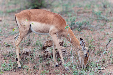 Swala Pala or Female Impala grazing in the savannah of Kruger National Park, South Africa.の写真素材