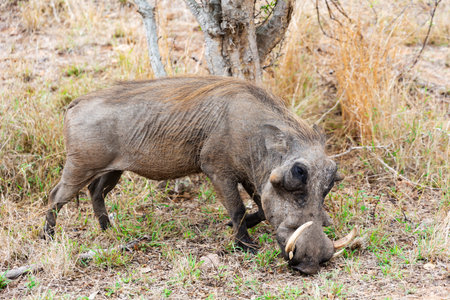 A warthog grazes in the savannah of Kruger National Park, South Africaの写真素材