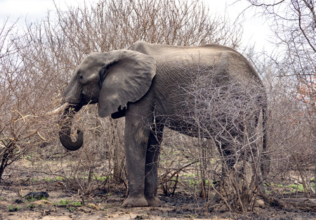 A young African elephant feasts on branches in the bush in the savannah of Kruger National Park, Mpumalanga, Southern Africa.の写真素材