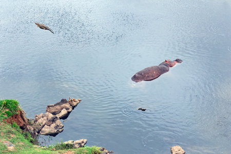 A crocodile and a hippopotamus swim in the water of the Crocodile River in Kruger National Park, Mpumalanga Province, South Africaの写真素材
