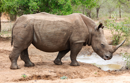 African White rhinoceros (Ceratotherium simum) in Hlane National Park, or Royal Hlane National Park, is located in northeastern Swaziland, Africaの写真素材