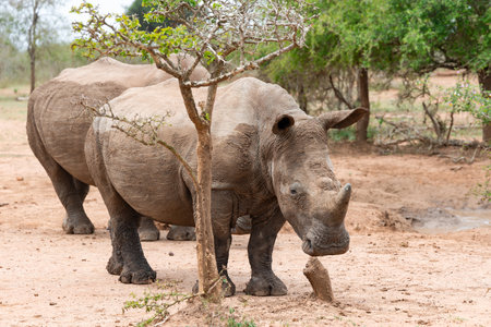 A rare African black rhinoceros in Hlane National Park, or Royal Hlane National Park, is located in northeastern Swaziland, Africaの写真素材