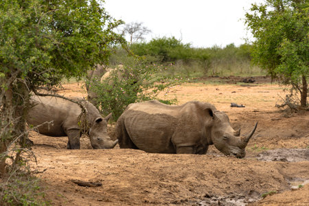 Herd of African rhinoceros in Hlane National Park, or Royal Hlane National Park, is located in northeastern Swaziland, Africaの写真素材