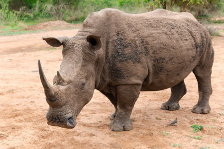 African White rhinoceros (Ceratotherium simum) in Hlane National Park, or Royal Hlane National Park, is located in northeastern Swaziland, Africaの写真素材